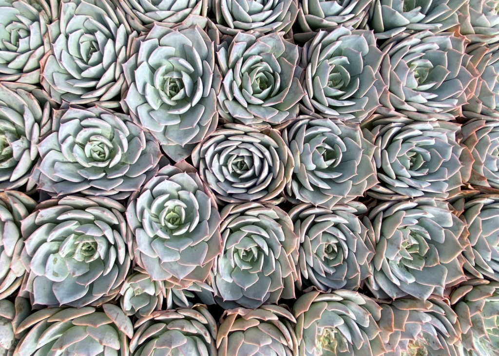 Succulents