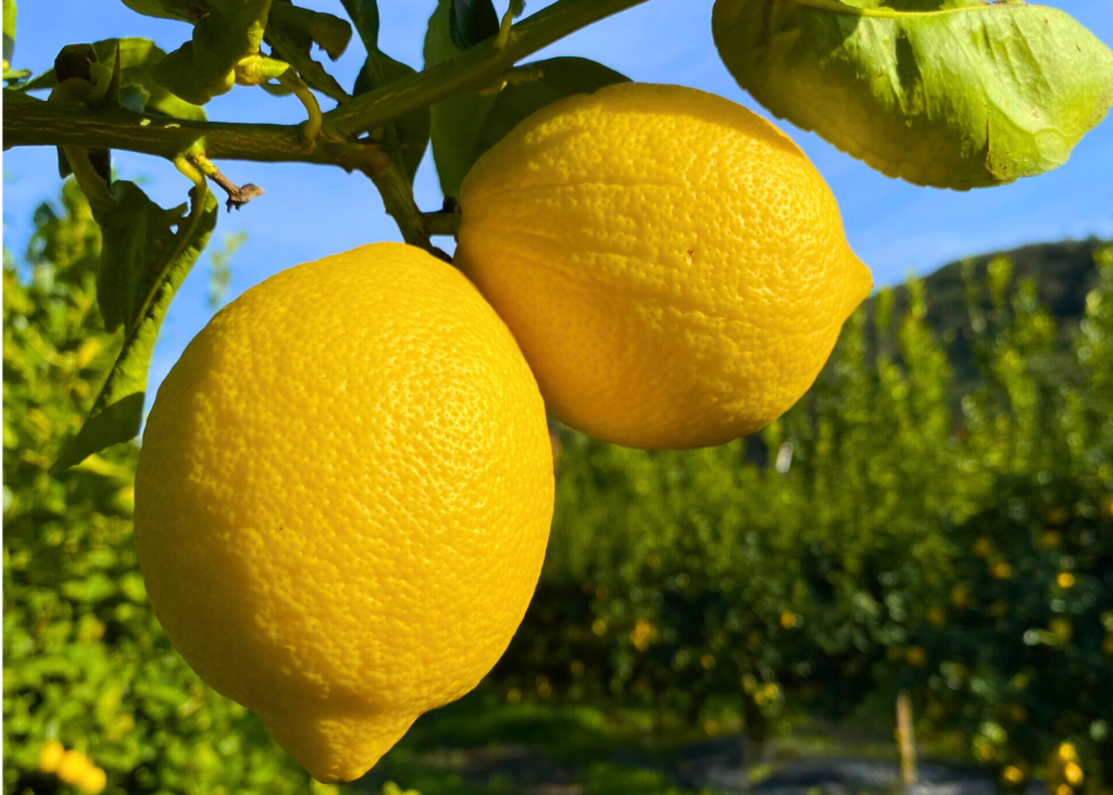 Lemons