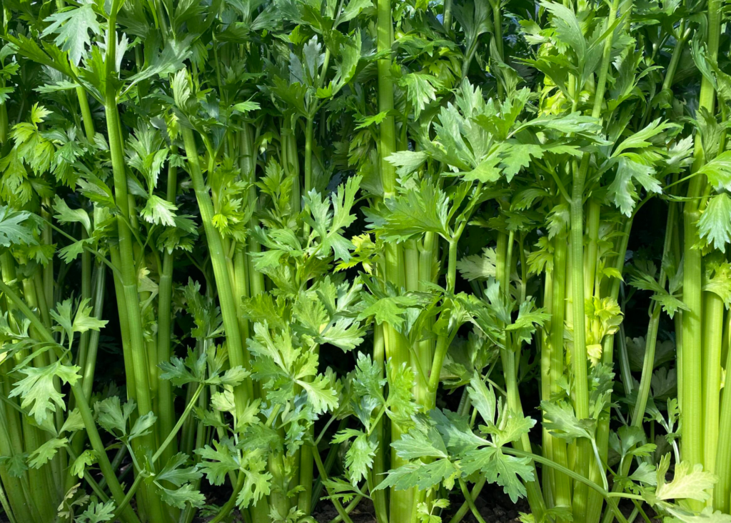 Celery bunches