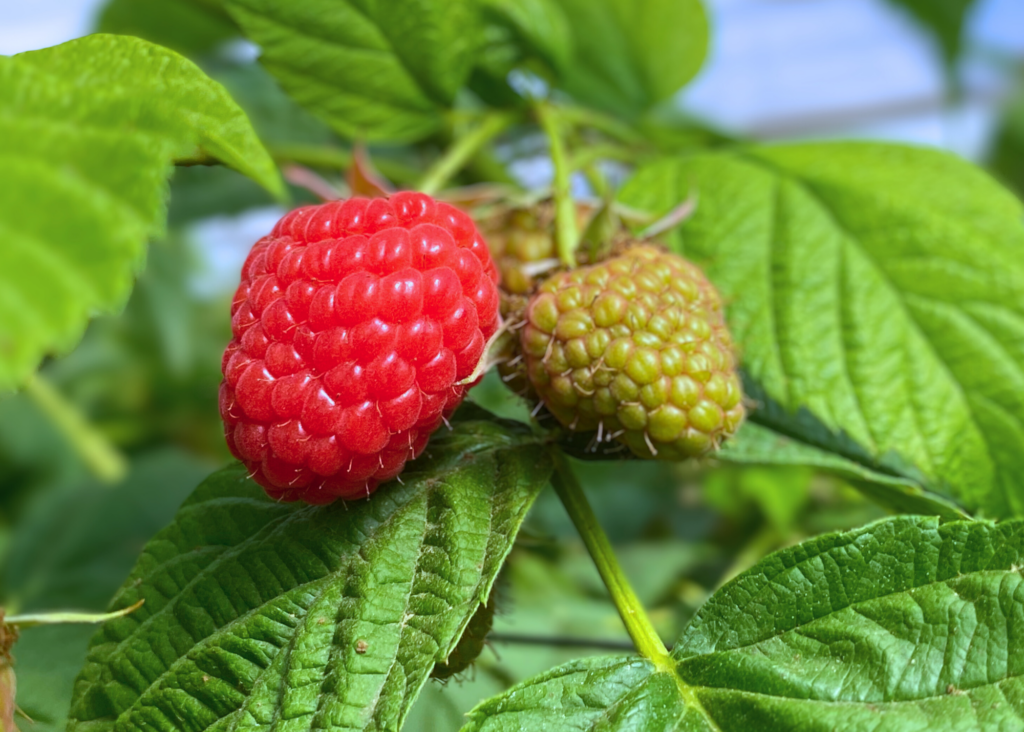 Raspberries