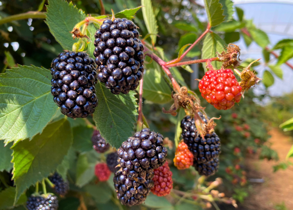 Blackberries