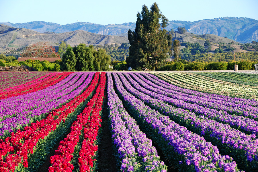 Flowers in Santa Paula